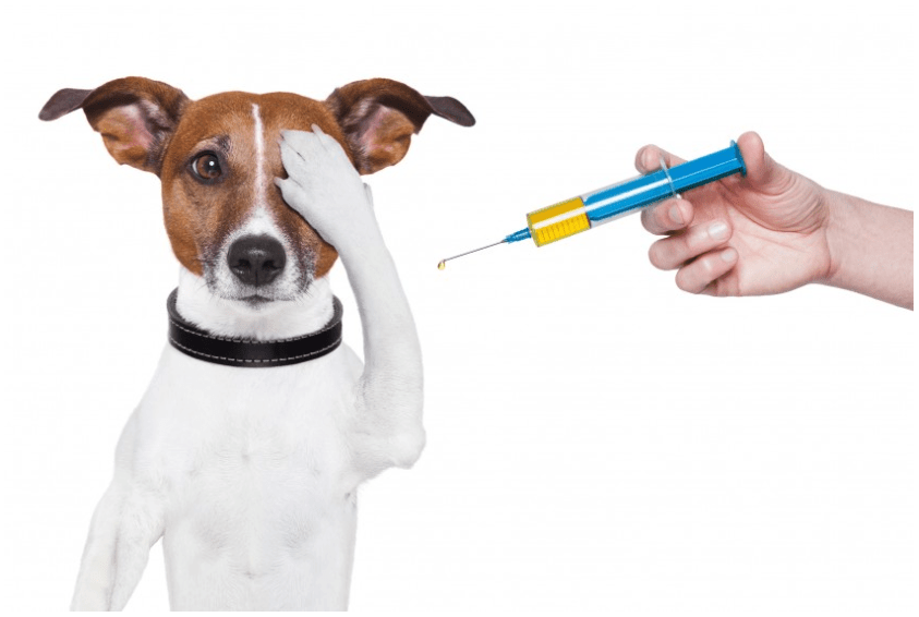 Choosing To Vaccinate Your Pet - Pet Blog - Alouette Animal Hospital