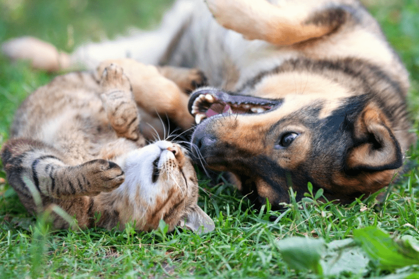 Cat and Dog playing on the grass
