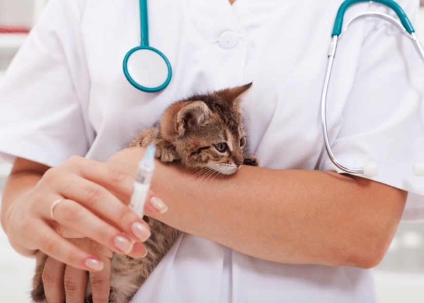 Doctor Holding Cat