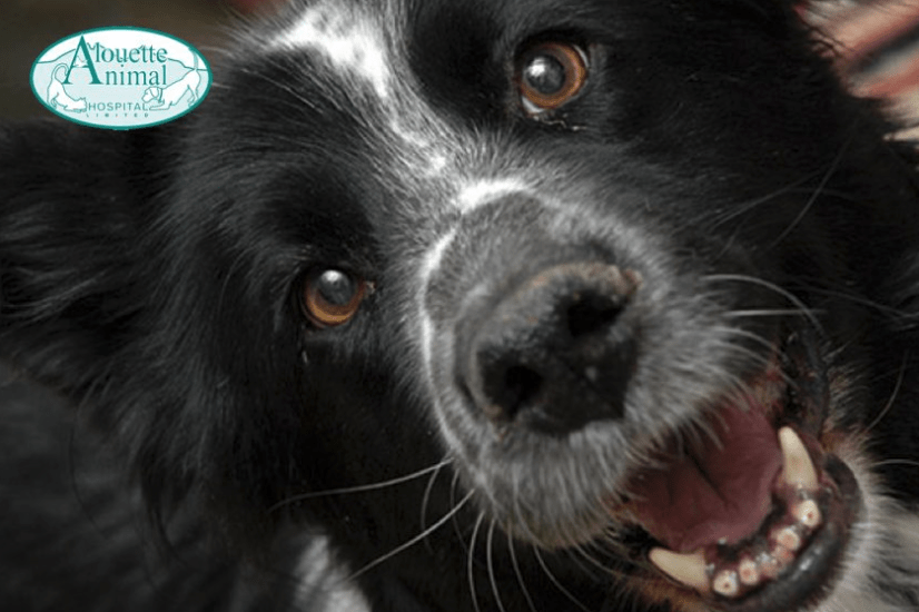 Your Pet’s Teeth – Strong, but fragile