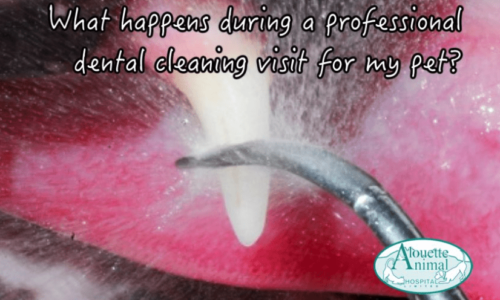 What Happens During A Professional Dental Cleaning Visit For My Pet?