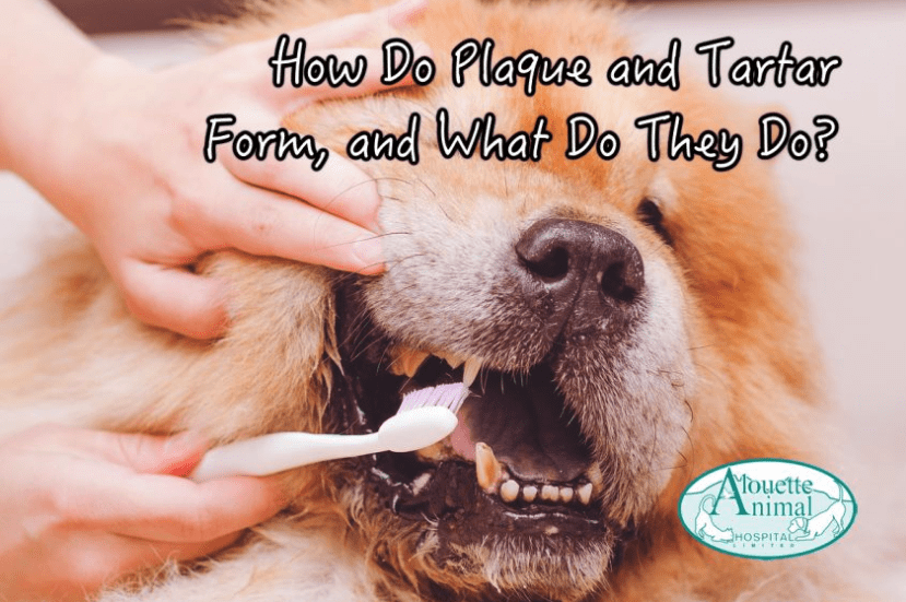 How Do Plaque and Tartar Form, and What Do They Do?